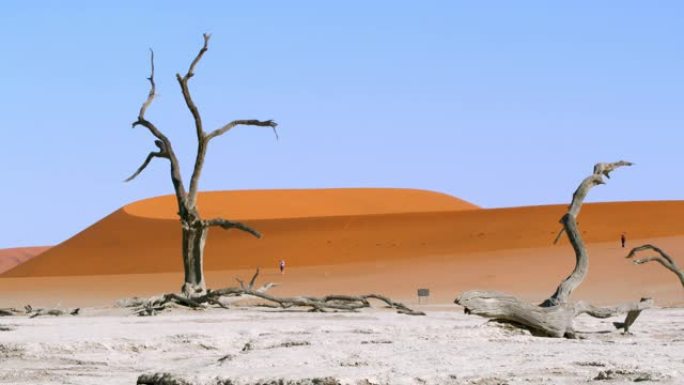 非洲纳米比亚风景秀丽沙漠景观中的WS Deadvlei树木