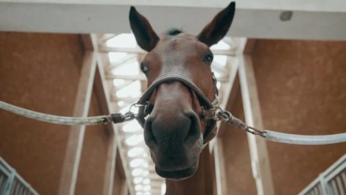 SLO MO Horse在马厩里看着相机