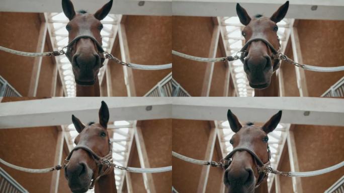 SLO MO Horse在马厩里看着相机