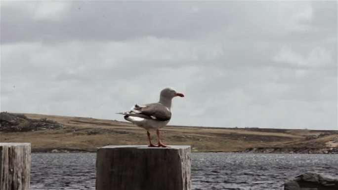 南大西洋福克兰群岛 (马尔维纳斯岛) 斯坦利港旧港口的海鸥。