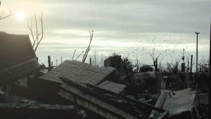 在阿根廷布宜诺斯艾利斯省埃皮瓜的一棵枯树上，鸟群飞过建筑物的废墟。4k分辨率。