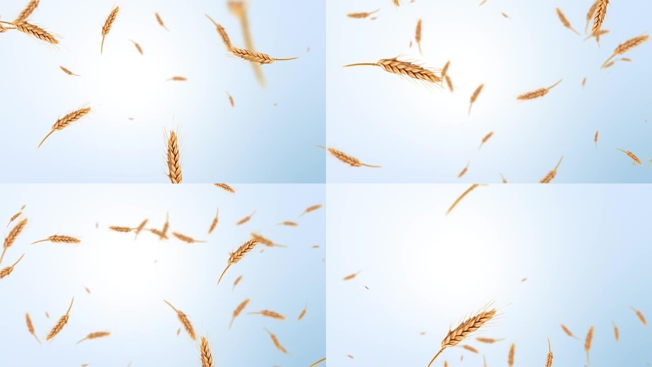 小麦循环背景动画4k。股票视频