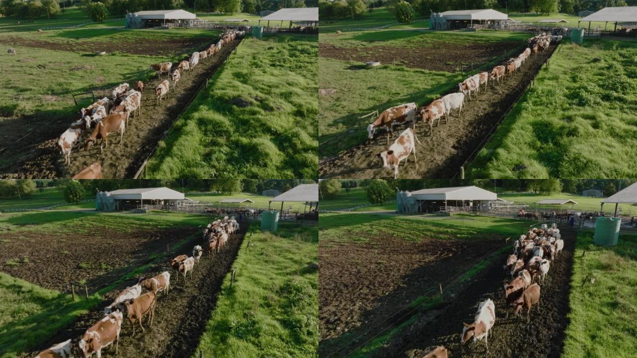 挤奶后步行到牧场的艾尔郡奶牛的空中飞行。负责温室气体排放的牲畜为气候变化做出了贡献