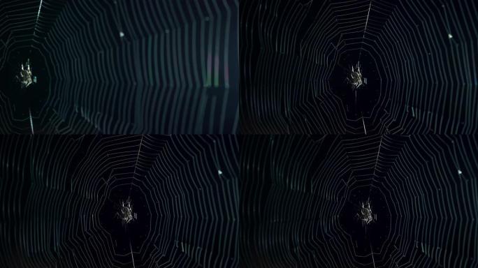 可怕的万圣节蜘蛛在蛛网或蜘蛛网在黑色的夜晚背景