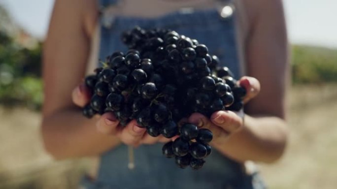 一名女农场主手持一束葡萄的4k录像