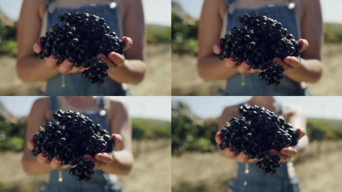 一名女农场主手持一束葡萄的4k录像