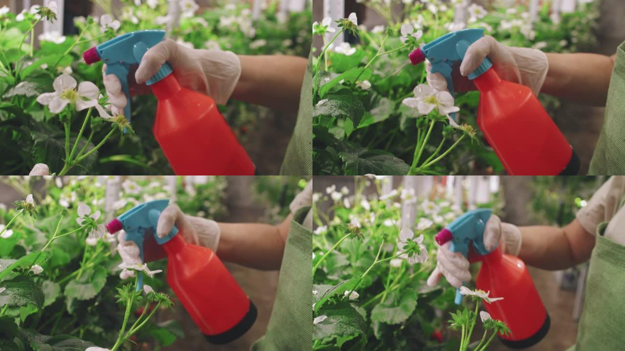 草莓花用液体肥料