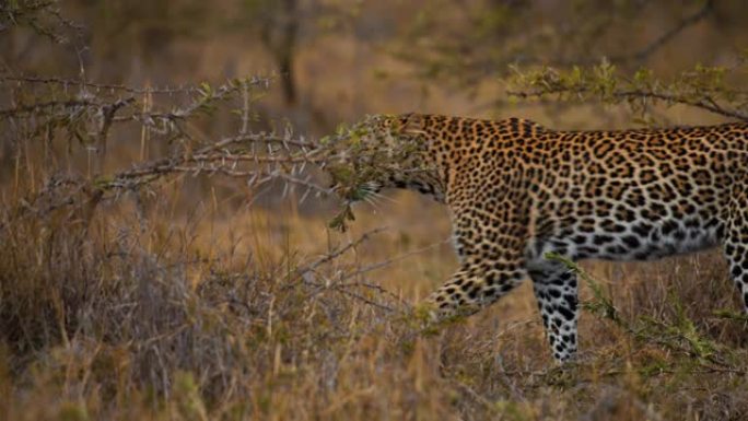 慢动作慢动作豹在野生动物保护区的树木中行走