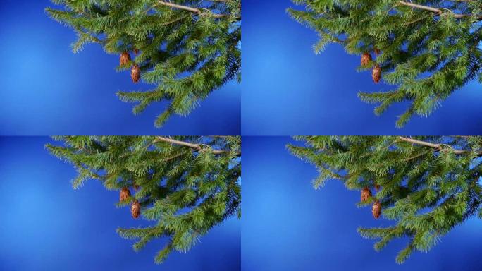 常绿雪松树，球果蓝屏隔离