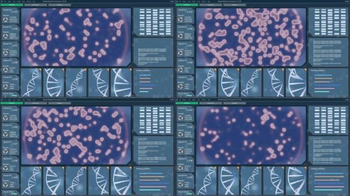 数字显微镜下在培养皿中复制3D DNA结构和红色生物病毒模式的DNA样品分析软件模型。计算机显示器和