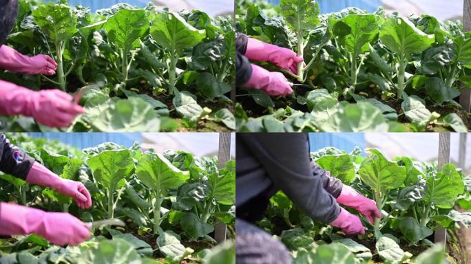 亚洲女性农民在温室中收获羽衣甘蓝植物