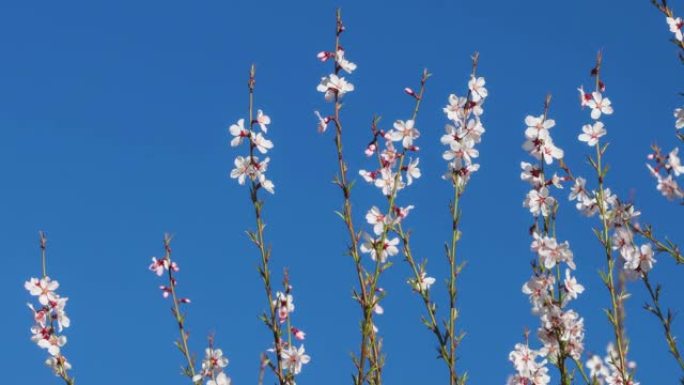 蓝天下的桃花看起来很精致