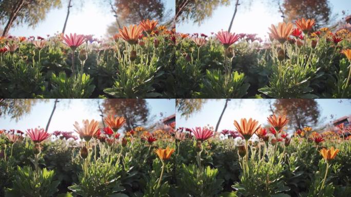 低角度视图特写橙色非洲菊菊花植物装饰花园