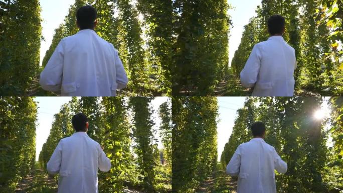 一位年轻的成功农艺师正在控制片剂生物生啤酒花种植园，用于生态精酿啤酒厂的高品质啤酒生产。