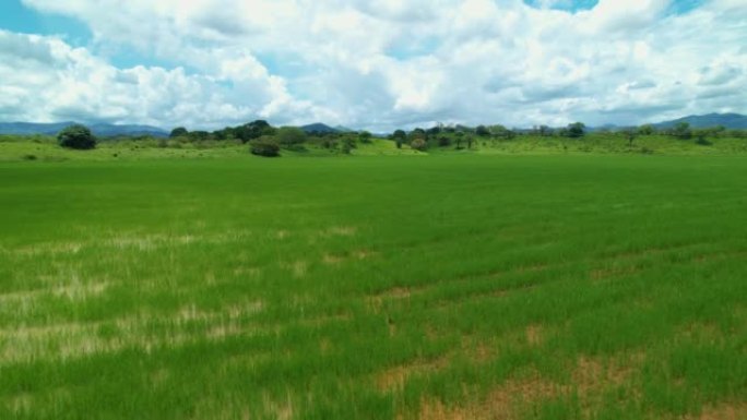 空中: 在巴拿马农村的一个大型农场上，排着长队的大米飞行镜头。