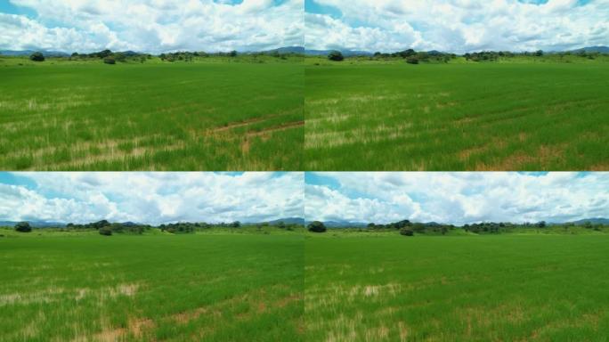 空中: 在巴拿马农村的一个大型农场上，排着长队的大米飞行镜头。