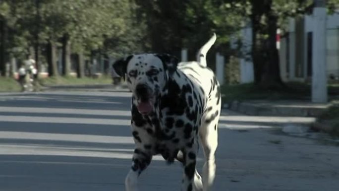 达尔马提亚狗在街上散步。