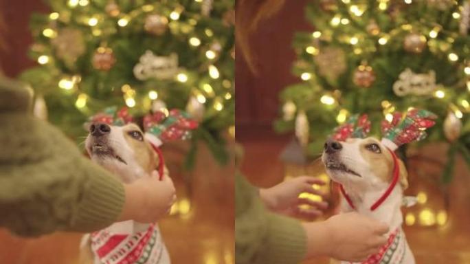 狗在圣诞派对上得到一个花哨的头带。