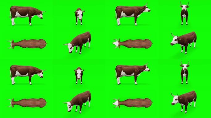 在绿屏上吃牛。动物的概念，野生动物，游戏，返校，3d动画，短视频，电影，卡通，有机，色键，人物动画，