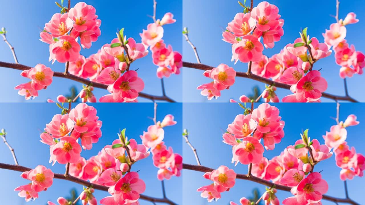 盛开的樱桃树樱花特写水果花期