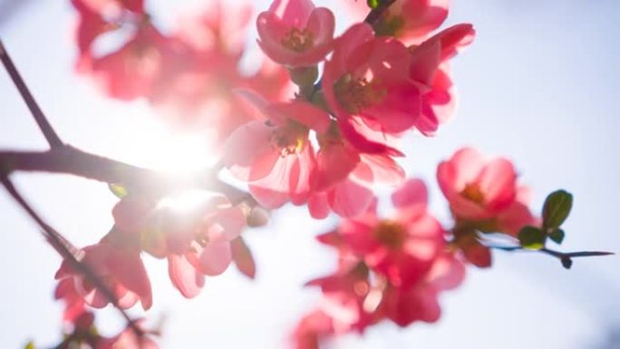 盛开的樱桃树树枝繁花氛围花束