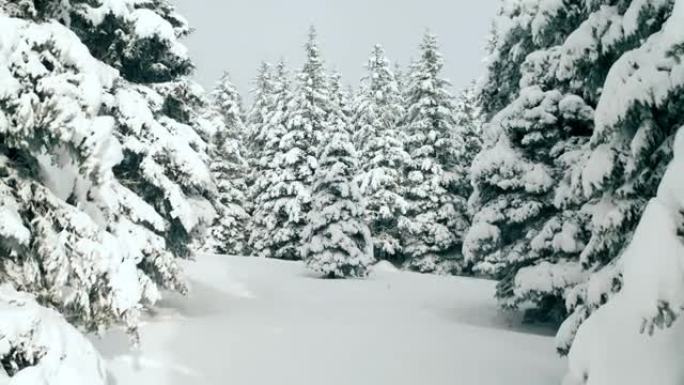 森林中积雪覆盖的常绿树木