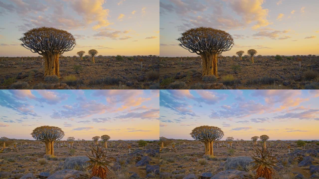 非洲纳米比亚宁静景观中的WS颤抖树