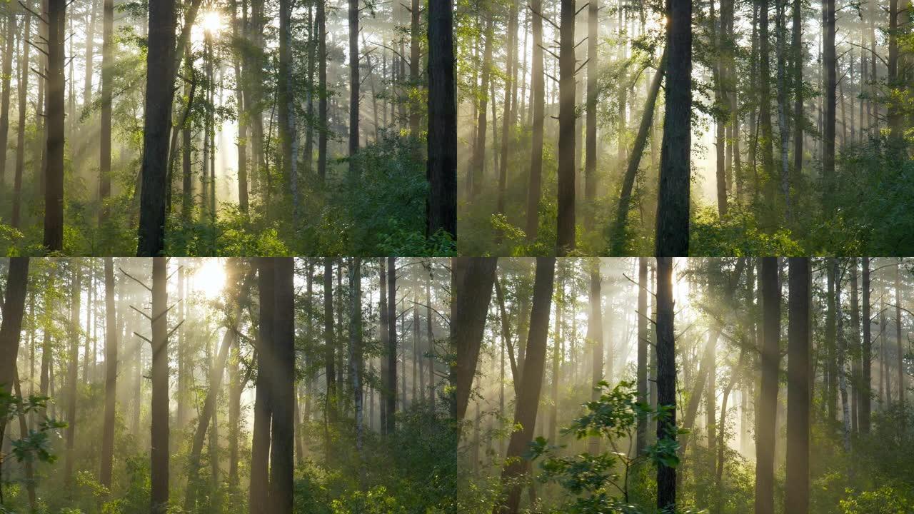 穿过晨间森林。阳光普照的森林。强大的树木和轻雾。森林中壮丽的日出，光线穿过树枝。
