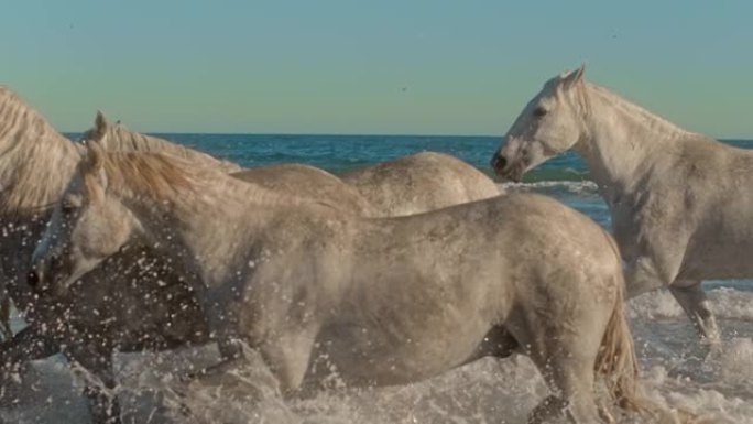 超级慢动作美丽的白马在海洋中奔跑和飞溅