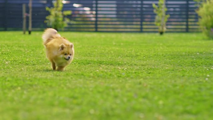 超级可爱的蓬松血统博美犬跑过夏季绿色草坪。快乐的小血统狗狗在后院玩得开心。移动低地多莉轻微慢动作镜头