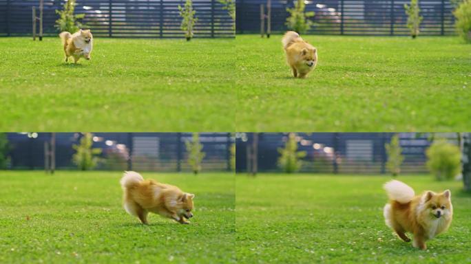 超级可爱的蓬松血统博美犬跑过夏季绿色草坪。快乐的小血统狗狗在后院玩得开心。移动低地多莉轻微慢动作镜头