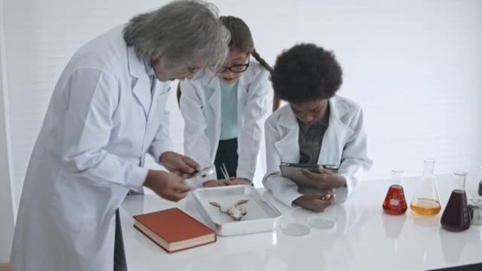 可爱的男孩和女孩准备与高级老师一起在生物学实验室解剖青蛙