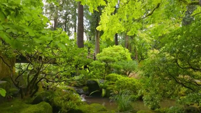摄像机在绿色植物之间移动到溪流和桥梁。宏伟的日本花园。日本的绿色公园，万向节4k射击