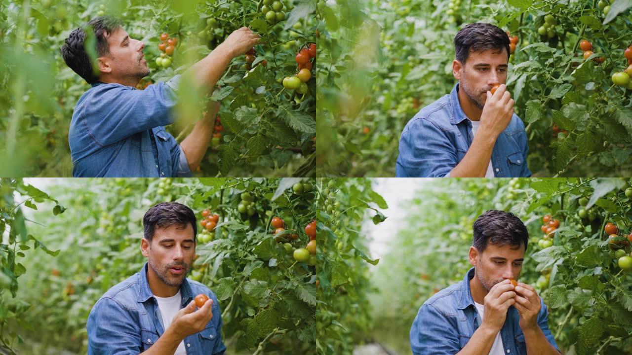 农民闻到新鲜的有机西红柿
