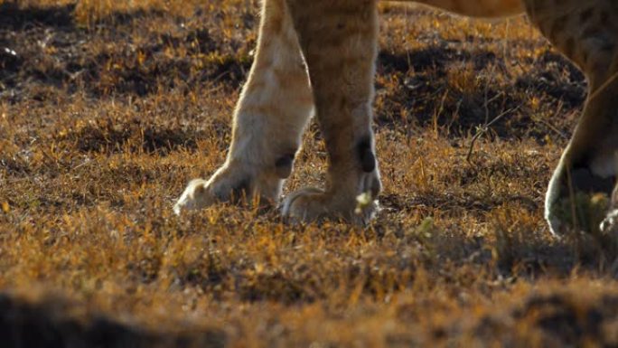 在阳光明媚的草地上行走的狮子的腿
