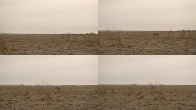 非洲纳米比亚埃托沙国家公园干旱沙漠中奔跑的WS犀牛
