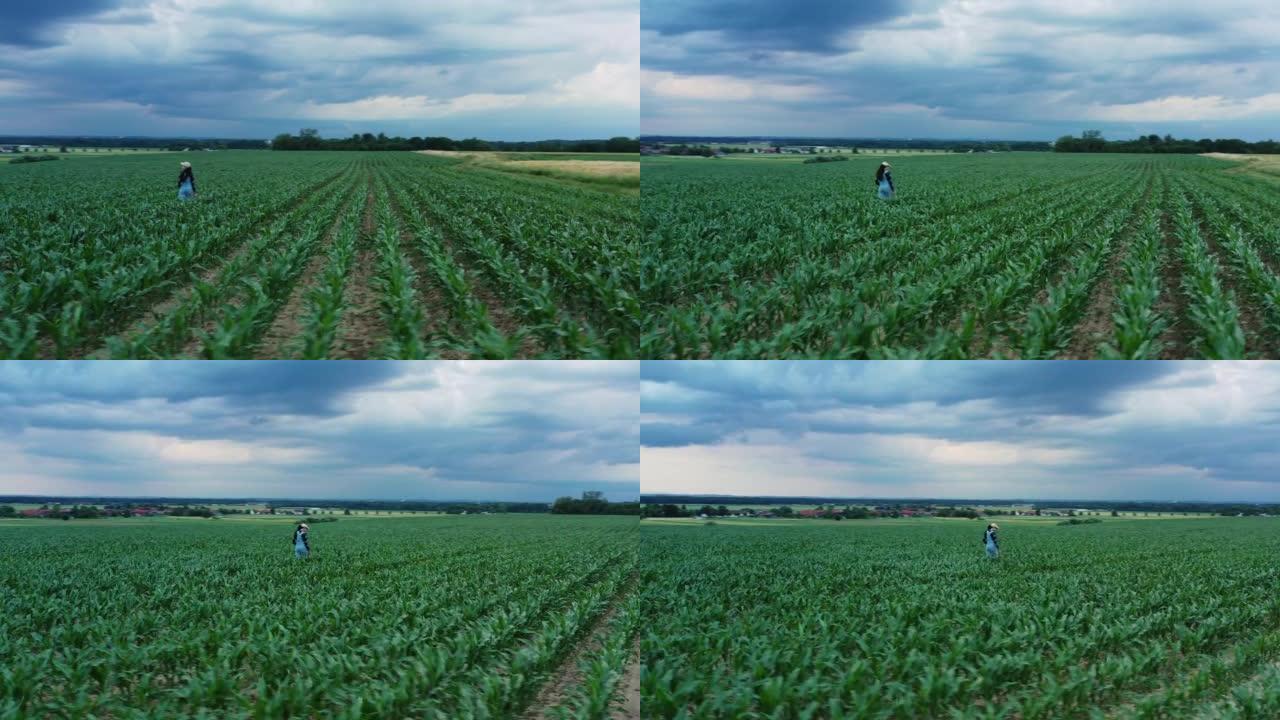 鸟瞰图，农夫妇女走过她的农业玉米田，无人机拍摄，相机从远处骑自行车