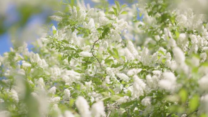 盛开的树在风中摇曳。精致的白花，绿叶和蓝天。自然采光的春季花卉场景
