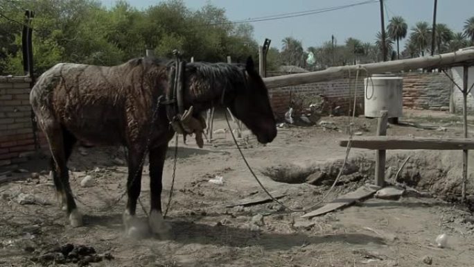 在阿根廷圣地亚哥德尔埃斯特罗省一个贫穷的牧场里，一匹饿死的马绑在马驱动的磨坊上。