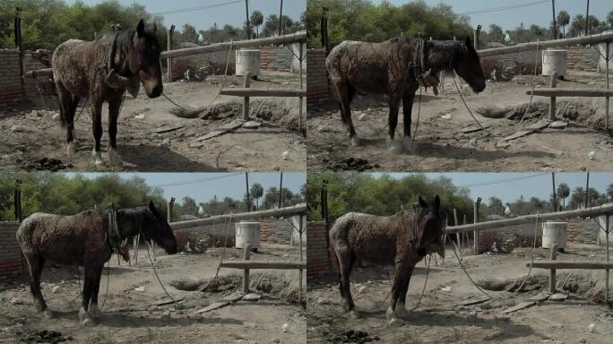 在阿根廷圣地亚哥德尔埃斯特罗省一个贫穷的牧场里，一匹饿死的马绑在马驱动的磨坊上。