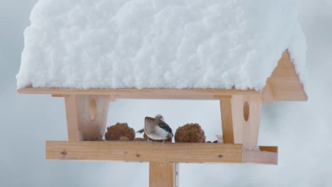 特写: 在寒冷的冬天，可爱的柳树山雀从木制的喂鸟器中飞出