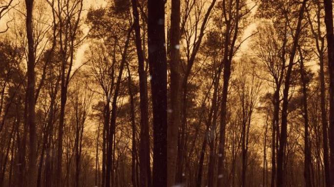 在黄金时间的下雪天，在森林的树木之间行走的垂直镜头
