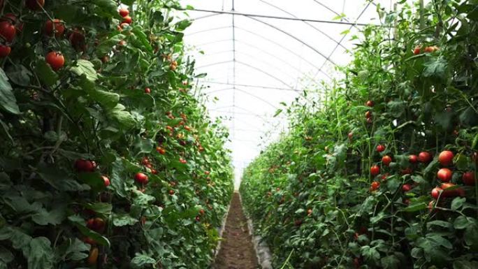 番茄温室