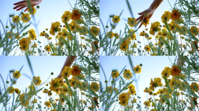 手触摸黄色花朵，低角度视图