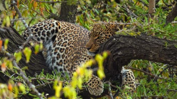 慢动作发现的豹子在野生动物保护区的树上休息