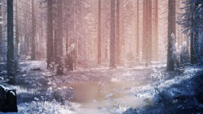 梦幻般的圣诞森林，神奇的光线穿过树林。光明中的冬季森林