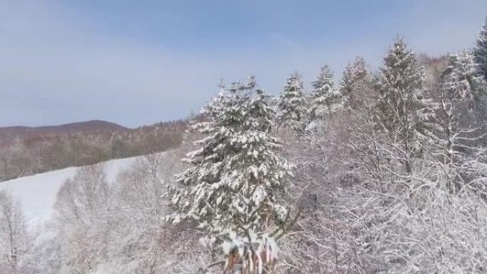 空中: 飞越斯洛文尼亚农村被新鲜粉末雪覆盖的森林。