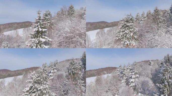 空中: 飞越斯洛文尼亚农村被新鲜粉末雪覆盖的森林。