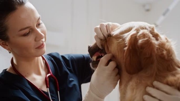 女兽医检查宠物金毛猎犬的犬齿和牙。狗主人将他毛茸茸的朋友带到一家现代兽医诊所进行检查