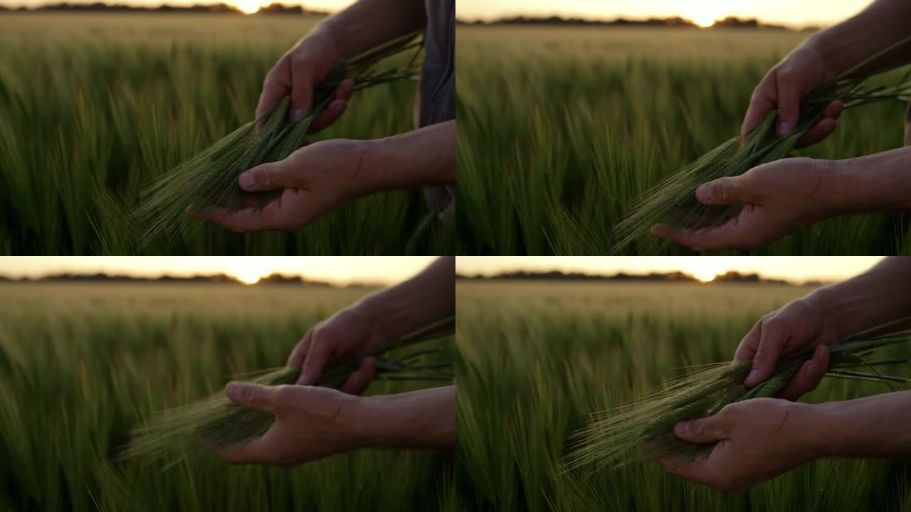 SLO MO Farmer在黄昏时在田地里拿着一堆大麦耳朵